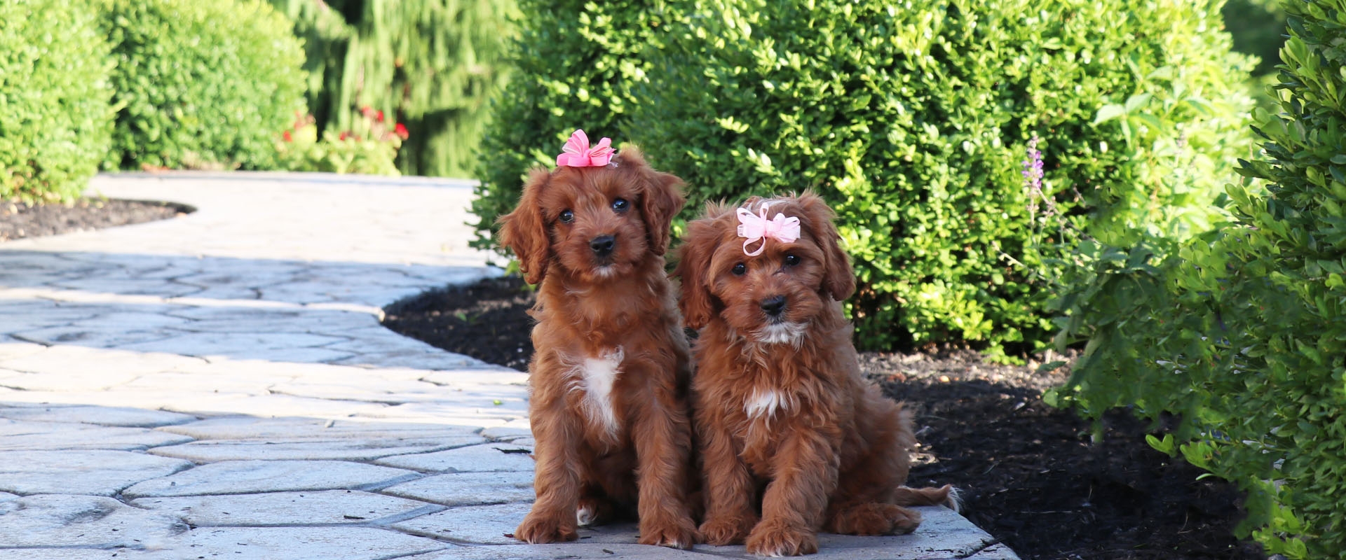 cavapoo slider.jpg